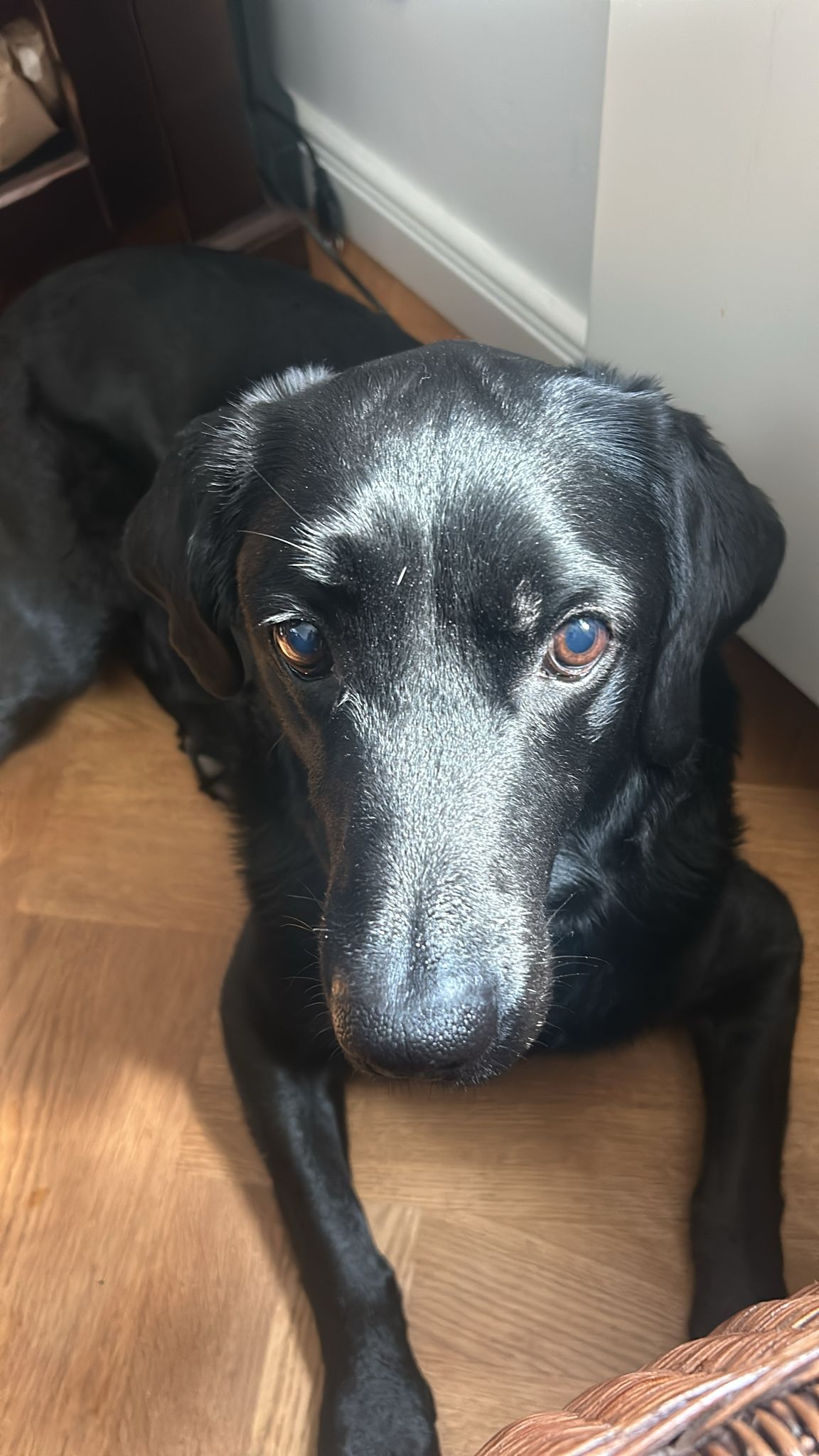 Hund 2