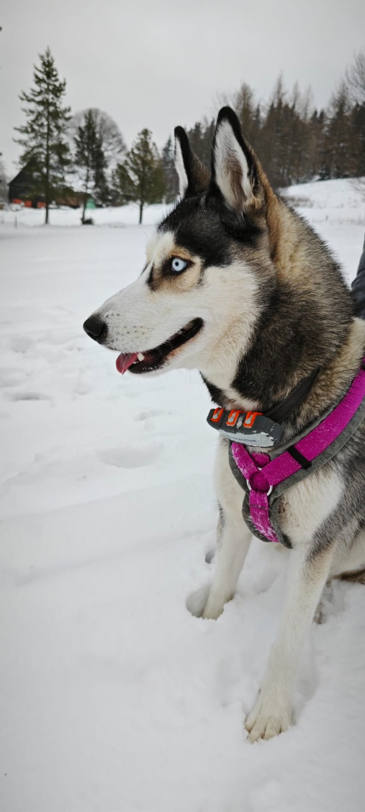 Hund 1